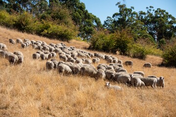 Merino sheep, grazing and eating grass in New zealand and Australia