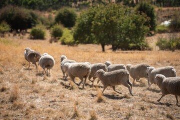 Merino sheep, grazing and eating grass in New zealand and Australia