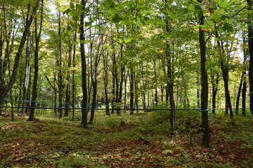 Fototapeta premium A maple grove in summer, Sainte-Apolline, Québec, Canada