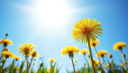 Fototapeta premium Sunlit dandelion field, vibrant yellow against a clear blue sky, flora, serene