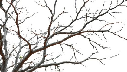 Dead, dry, bleached tree branches against white background, studio shot, tropical