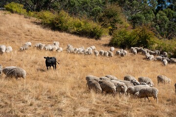 Merino sheep, grazing and eating grass in New zealand and Australia