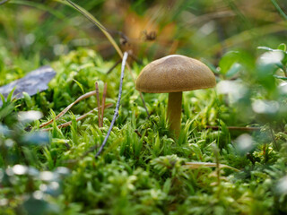 Amanita Mushroom Close-Up in the Wild