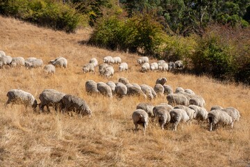 Merino sheep, grazing and eating grass in New zealand and Australia