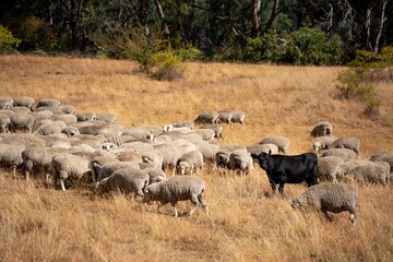 Merino sheep, grazing and eating grass in New zealand and Australia