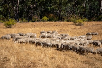 Merino sheep, grazing and eating grass in New zealand and Australia