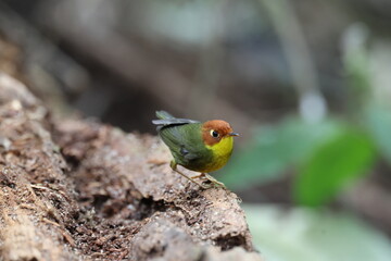 Common name: Chestnut-headed Tesia,
Science Name: Cettia castaneocoronata