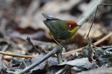 Common name: Chestnut-headed Tesia,
Science Name: Cettia castaneocoronata