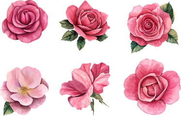 Naklejka premium set of roses vector illustration