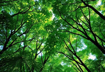 Obraz premium Emerald canopy, dappled sunlight filtering through dense foliage, jungle, nature