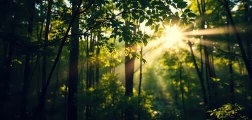 Soft focus green forest, sunbeams dappling through leaves, light, visual