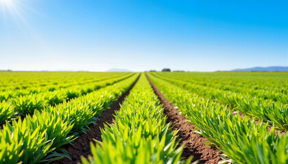 Lush green farmland under a clear blue sky showcasing rows of crops , farm life