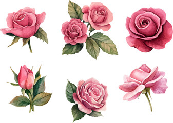Fototapeta premium set of pink roses