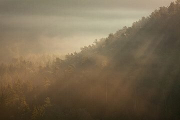 Kiefernwald wird von der Sonne angestrahlt. Nebel und Sonnenaufgang im Pfälzerwald.