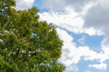 Obraz premium 夏の青空と緑の樹木