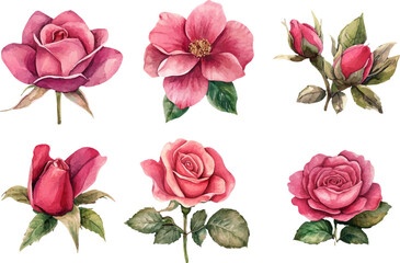Naklejka premium set of pink roses isolated