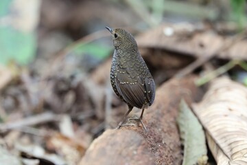 Common Name: Pygmy Cupwing
Science Name : Pnoepyga pusilla
