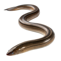 Obraz premium Eel AI Generated Image