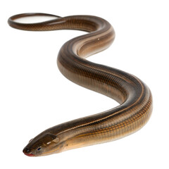 Obraz premium Eel AI Generated Image