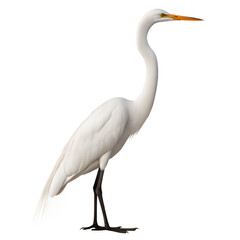 Egret AI Generated Image