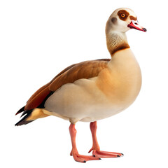 Obraz premium Egyptian Goose AI Generated Image