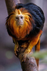 Front view of a Golden Lion Tamarin, Leontopithecus rosalia, also known as the golden marmoset, climbing in a tree. Endemic to the Atlantic coastal forests of Brazil.