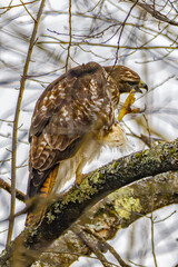 I am not an ornithologist but I believe this bird is either a Red-tailed Hawk or a Cooper Hawk. ...