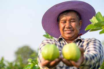 A farmer holds two fresh guavas in an organic orchard, showcasing pride in homegrown produce. Surrounded by greenery, the farm highlights natural harvesting and fresh food.