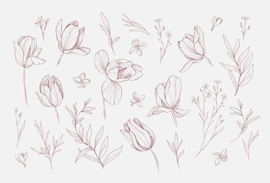 Set of detailed drawing various tulips and leaves. Luxury floral collection for wedding invitation, wallpaper art or save the date card. Botanical vector