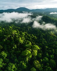 Aerial View Lush Rainforest Canopy Clouds Mountains Nature Landscape