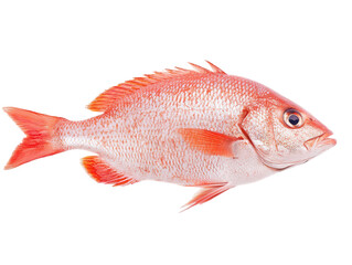 Obraz premium A vivid red fish with streamlined body, prominent fins, and large eyes, showcasing its vibrant coloration and unique features.