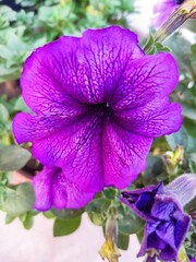 Purple Elegance of Flowers in Every Hue