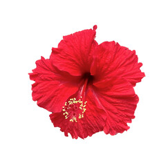 red hibiscus flower isolated,a red hibiscus flower isolated on white background