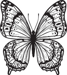 butterfly, art, animal, design, beautiful, fly, silhouette, illustration, isolated, set