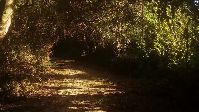 Sendero iluminado por la suave luz de la ma&ntilde;ana, creando una atm&oacute;sfera idilica