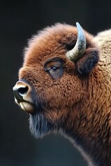Fototapeta premium Majestic Bison Portrait Close-up Detail, Showcasing the Rugged Beauty of this Wild American Icon