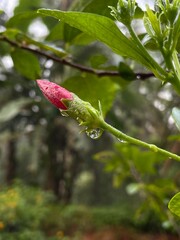 a hibiscus bud with dew drops in a green garden