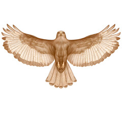 A powerful and graceful eagle spreading its broad wings as it soars effortlessly through the open sky showcasing its impressive aerial prowess and connection to the natural world