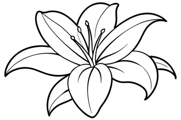 lily line art silhouette vector illustration