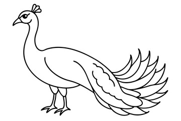 peacock line art silhouette vector illustration