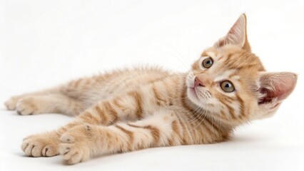 Orange Tabby Kitten Lying Down