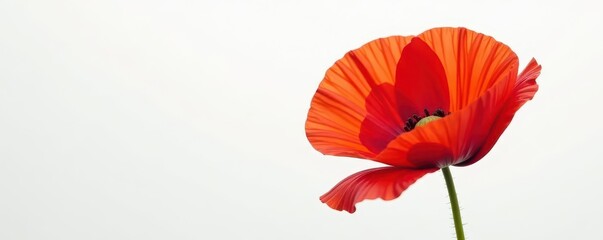 Single vibrant red poppy, delicate petals, white background, single, summer