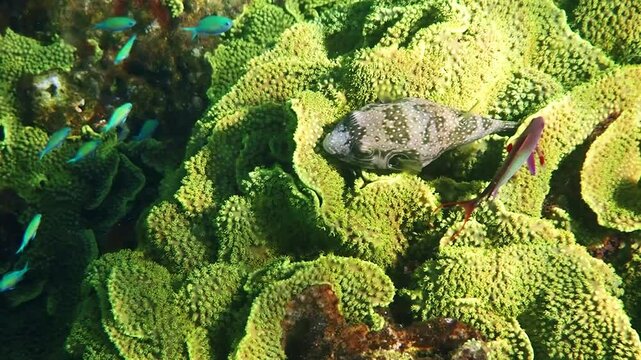 Bristly puffer coral fish, scientific name is Arothron hispidus, belongs to family Tetraodontidae, inhabits coral reefs of the Red Sea, when dangerous may inflate its body. It is very poisonous fish