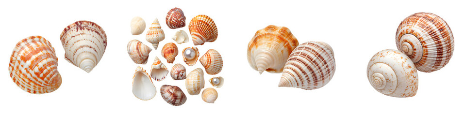 Obraz premium A diverse collection of different types of seashells and mollusks found along the coastal shoreline featuring an array of shapes sizes textures and patterns