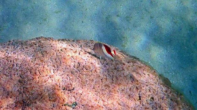 Eritrean or crown butterflyfish (Chaetodon paucifasciatus)   belongs to the family Chaetodontidae, The fish forming usually found in pairs or in small group among coral reefs, Red Sea