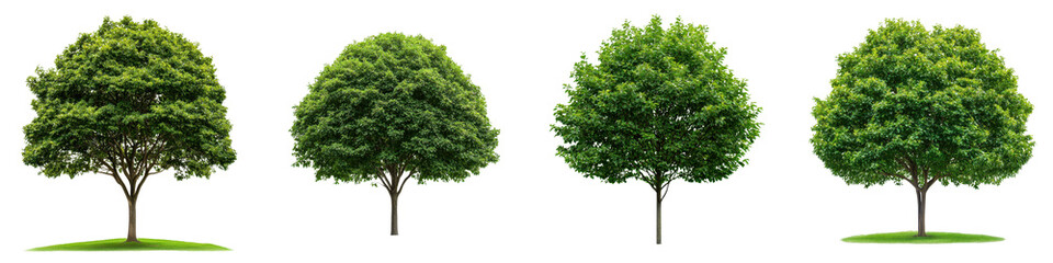 Fototapeta premium Four lush verdant trees with full healthy canopies standing in a serene outdoor environment showcasing the beauty and life of the natural world