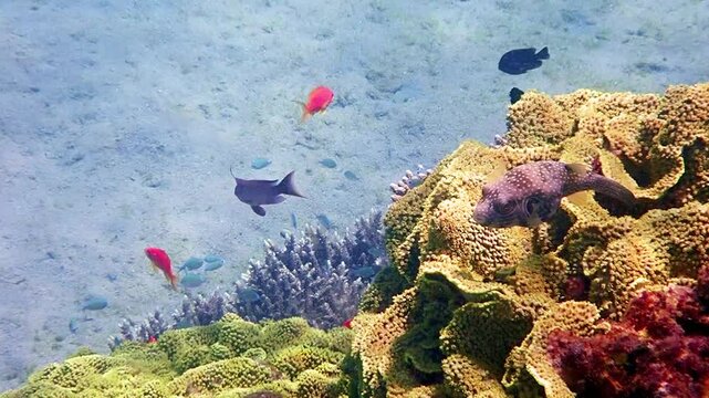 Bristly puffer coral fish, scientific name is Arothron hispidus, belongs to family Tetraodontidae, inhabits coral reefs of the Red Sea, when dangerous may inflate its body. It is very poisonous fish