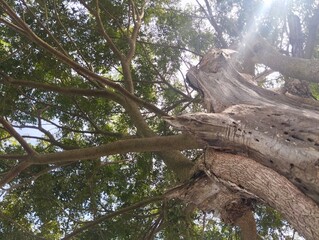 low-angle shot of a tree with sunlight shining through the branches