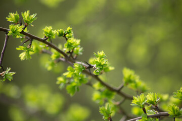 Hawthorn Branch with Fresh Green Leaves in Spring