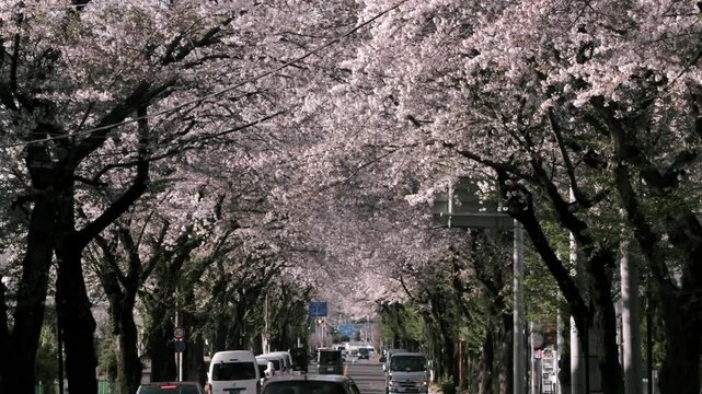 Spring in Tokyo : Cherry Blossom Tunnel Created by Rows of Sakura Cherry Trees Along the Street  |  Mitaka, Tokyo, Japan